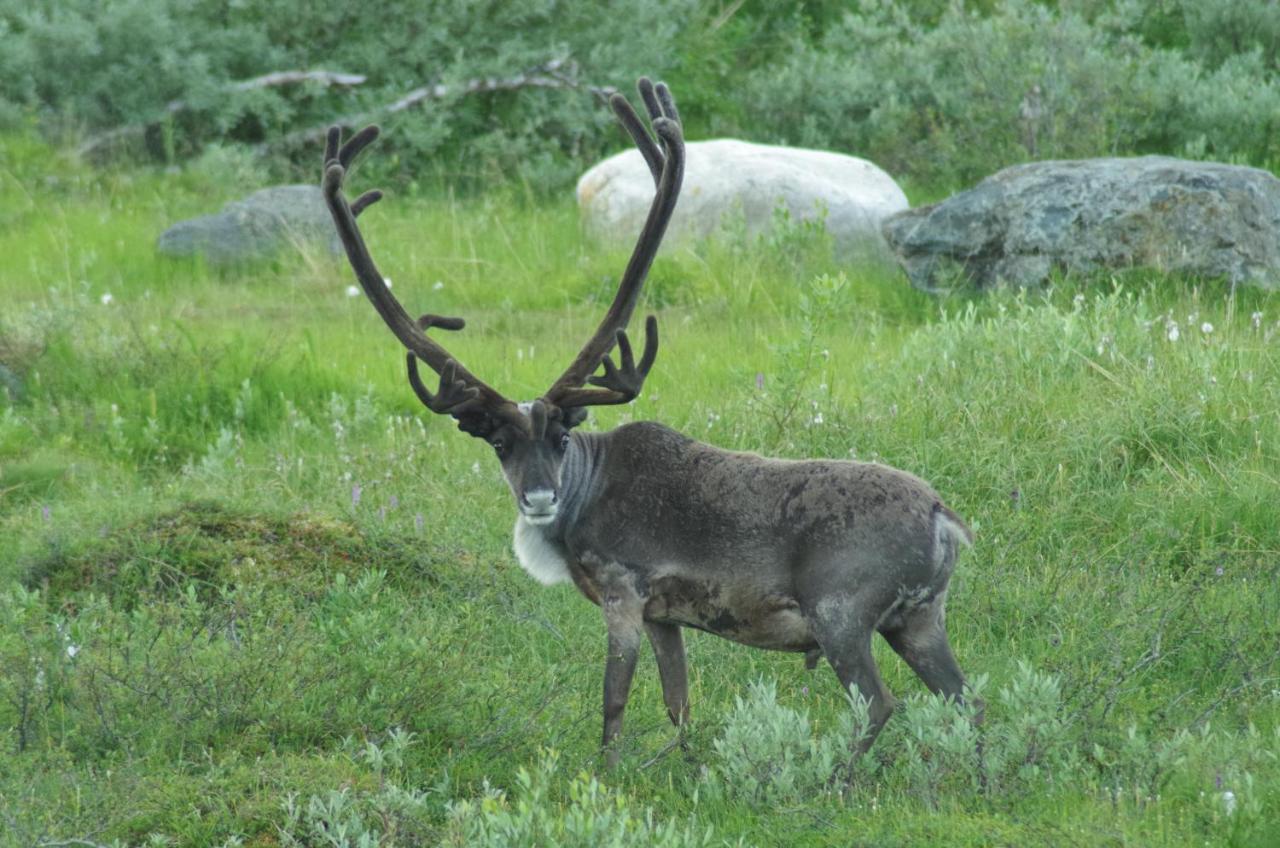 Guesthouse Haltinmaa Kilpisjärvi Zewnętrze zdjęcie