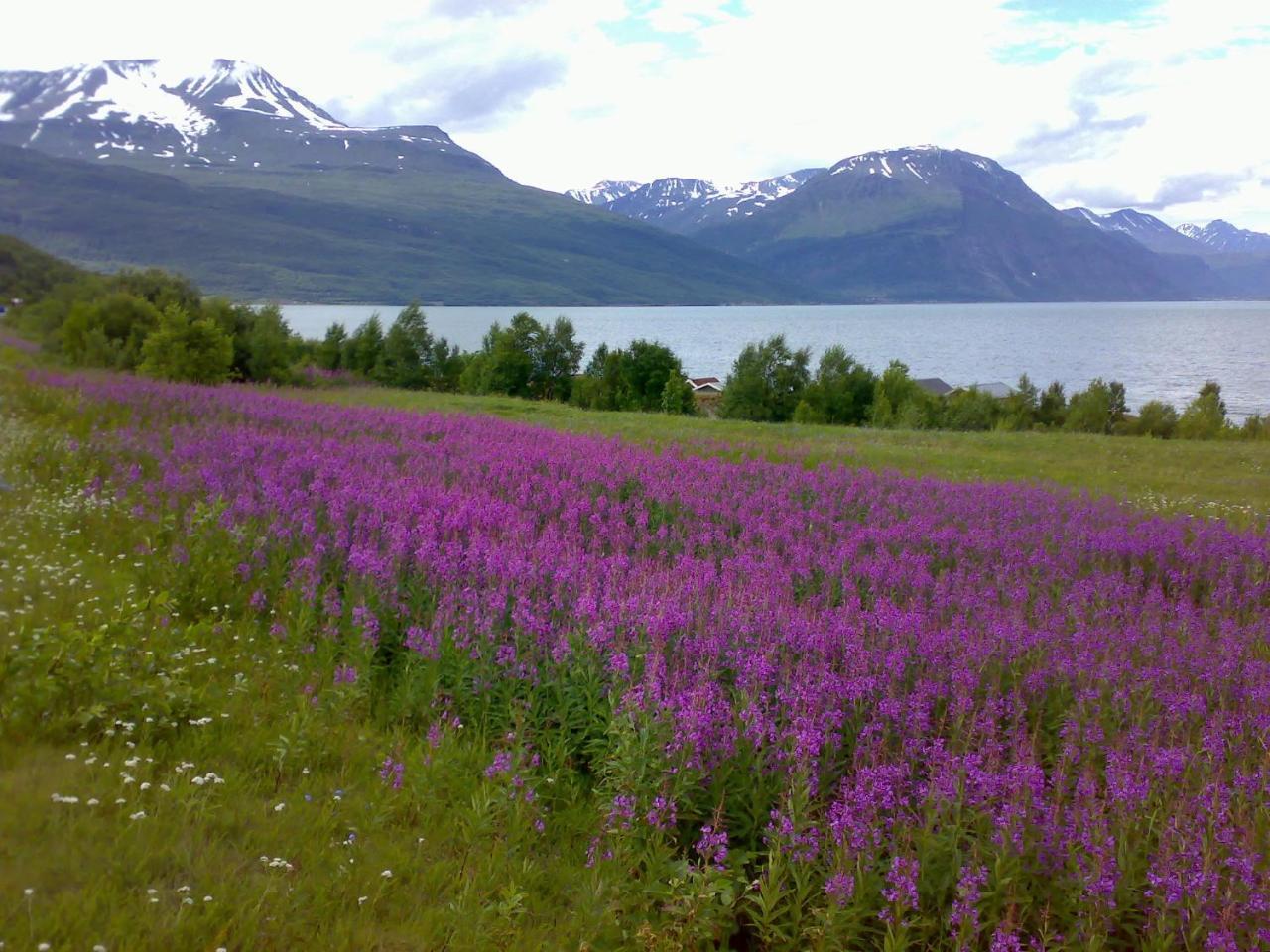Guesthouse Haltinmaa Kilpisjärvi Zewnętrze zdjęcie